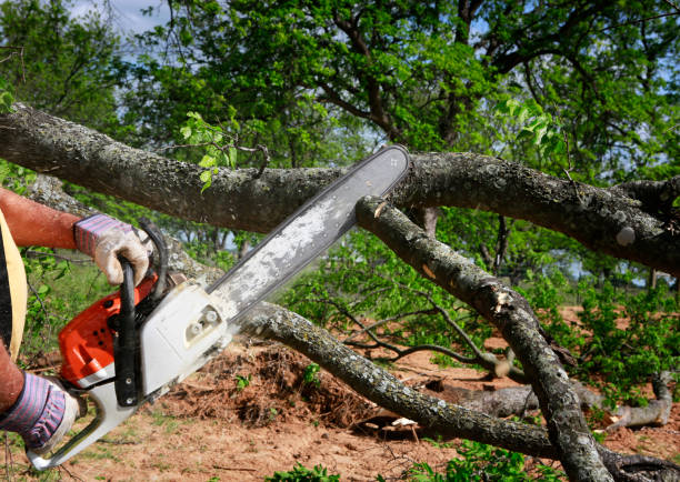 Tree Health Inspection in Davie, FL